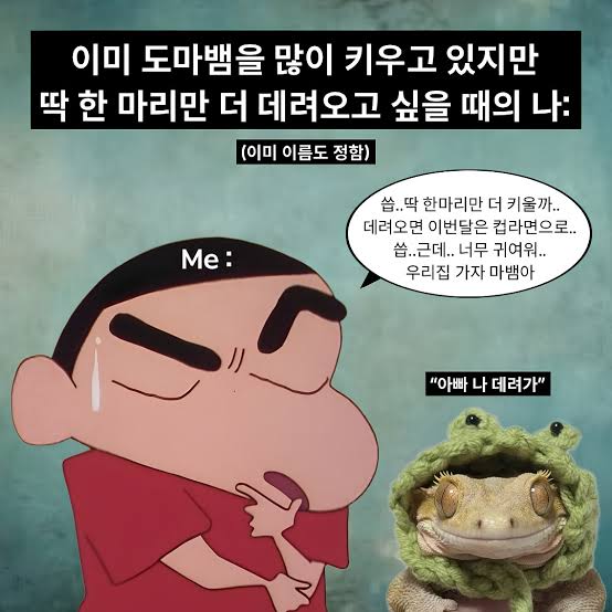 파충류판의 고질병인 '입양병' | 인스티즈