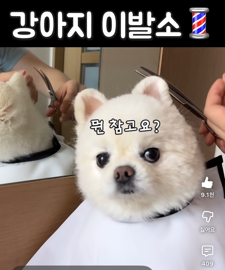 강아지 이발소💈 | 인스티즈