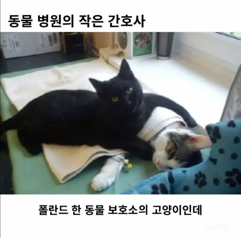 동물병원의 고양이 간호사 | 인스티즈