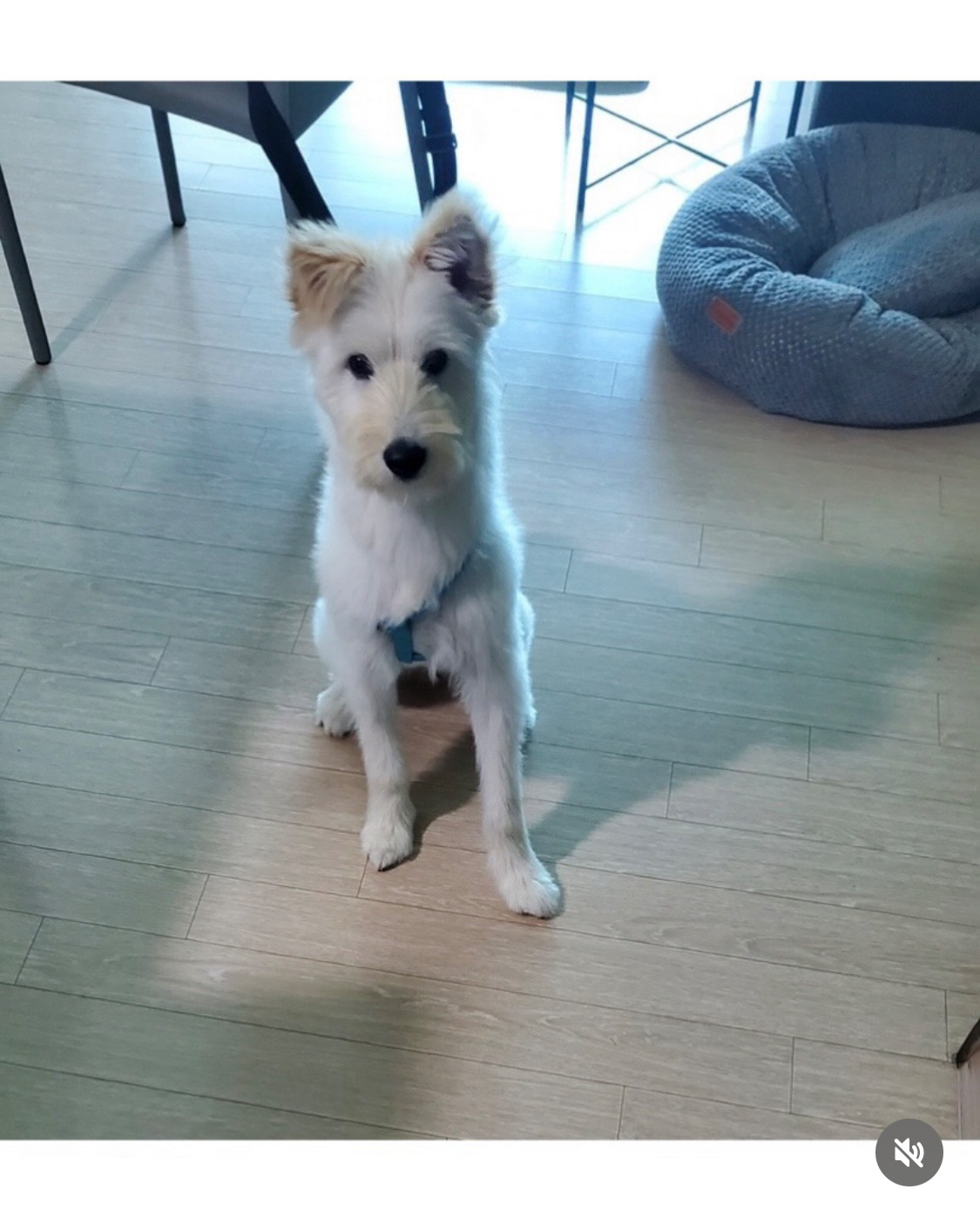 무지개다리 건넌 김고은 강아지 월이 | 인스티즈