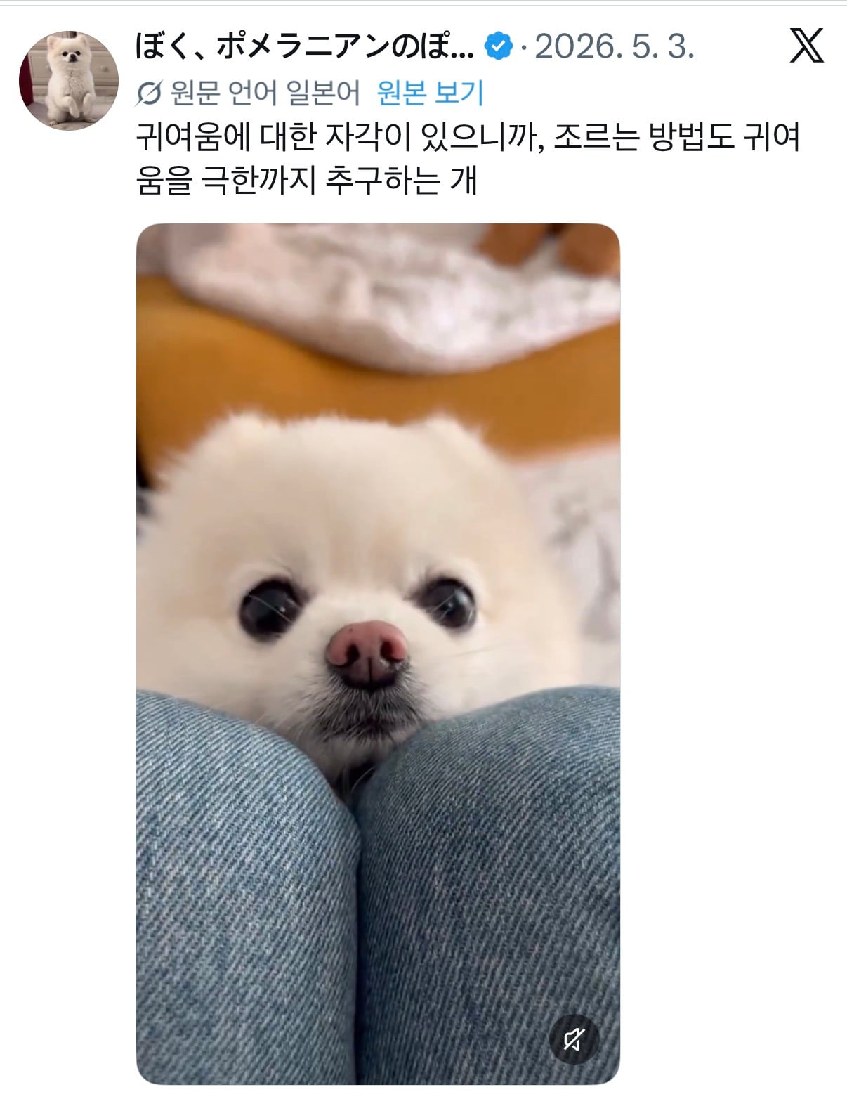 언니 생일에 자신이 주인공인 줄 아는 것처럼 엄청 즐기던 귀여운 강아지.twt | 인스티즈