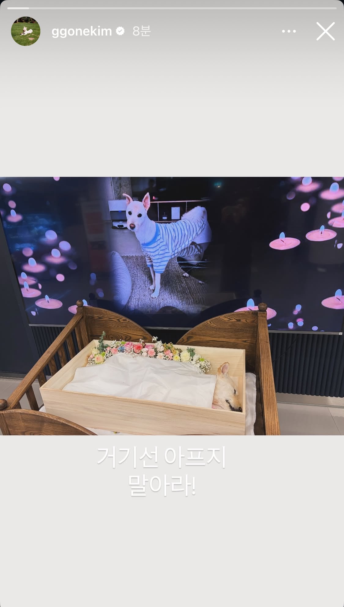 무지개다리 건넌 김고은 강아지 월이 | 인스티즈