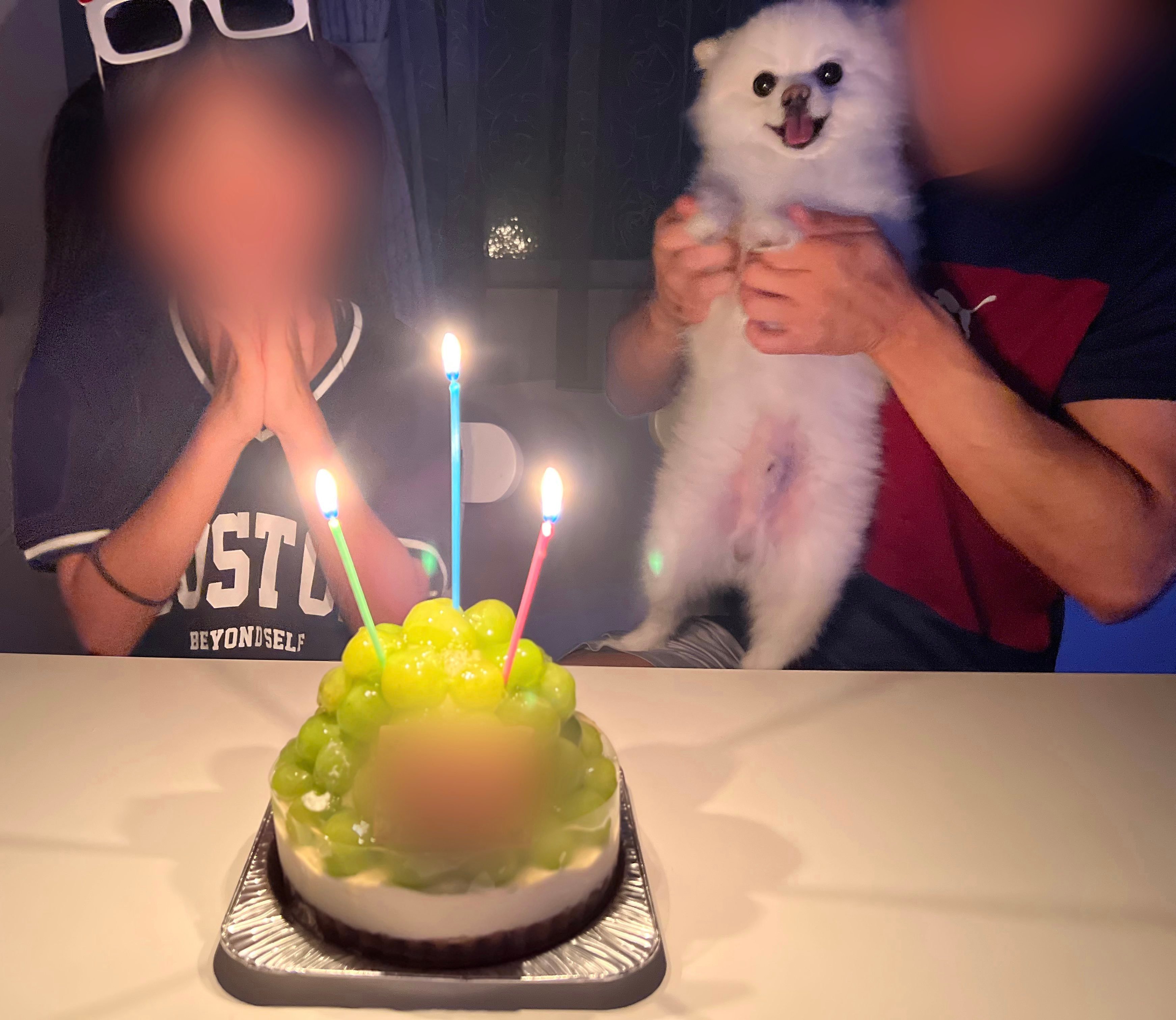 언니 생일에 자신이 주인공인 줄 아는 것처럼 엄청 즐기던 귀여운 강아지.twt | 인스티즈