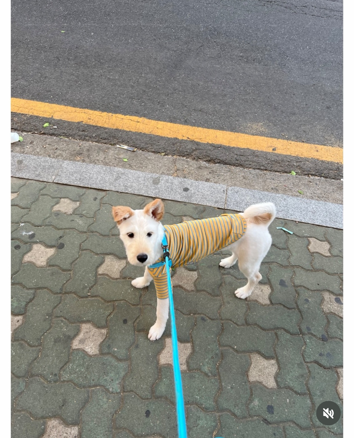 무지개다리 건넌 김고은 강아지 월이 | 인스티즈