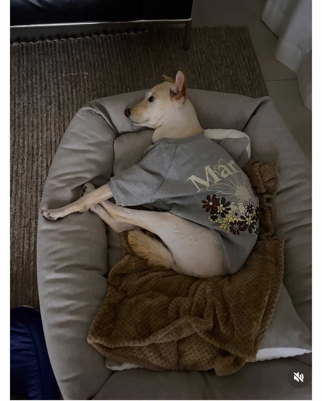 무지개다리 건넌 김고은 강아지 월이 | 인스티즈