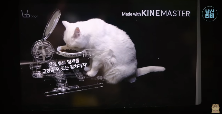 고양이 키우는 수의사들은 궁디팡팡에 가면 무엇을 구매할까? | 인스티즈