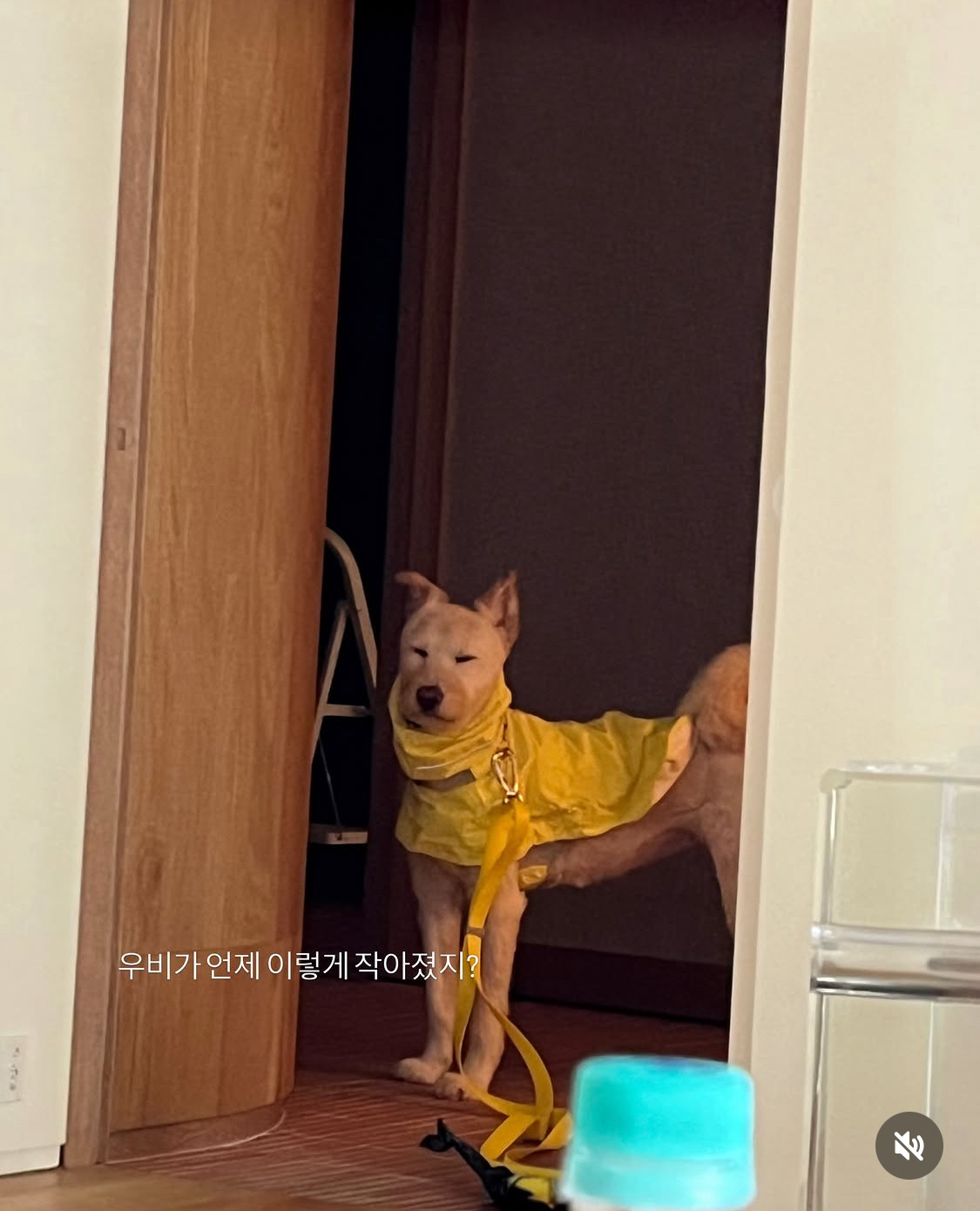 무지개다리 건넌 김고은 강아지 월이 | 인스티즈