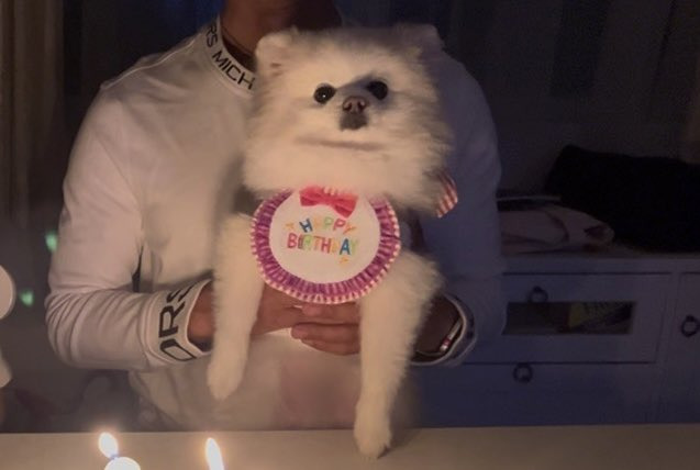 언니 생일에 자신이 주인공인 줄 아는 것처럼 엄청 즐기던 귀여운 강아지.twt | 인스티즈
