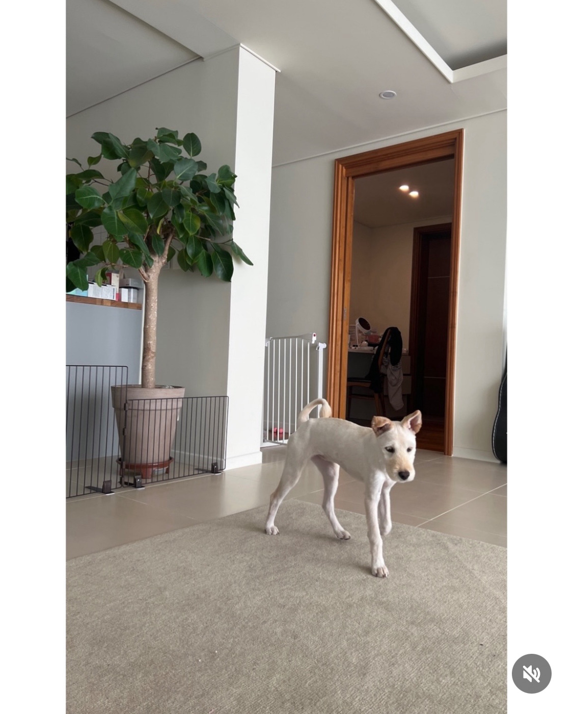 무지개다리 건넌 김고은 강아지 월이 | 인스티즈