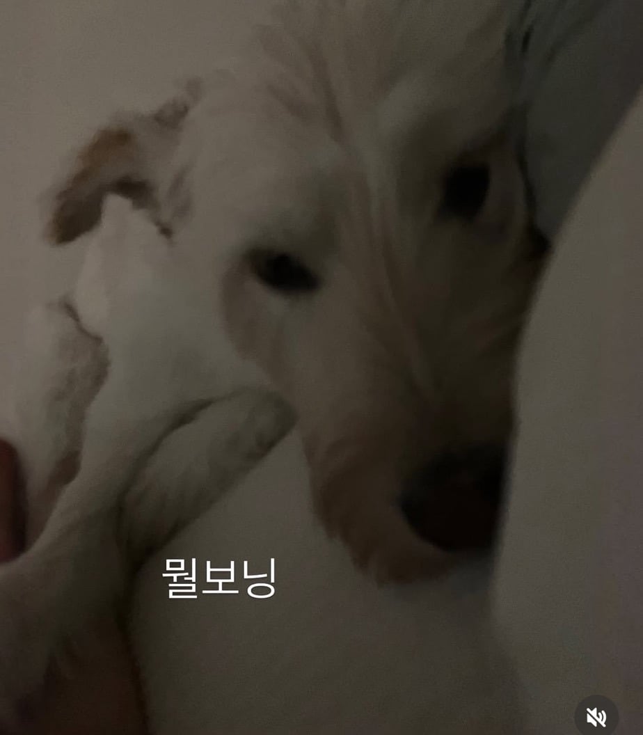 무지개다리 건넌 김고은 강아지 월이 | 인스티즈