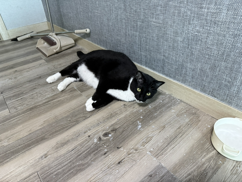 포동포동해진 반려동물 사진을 올려보자 | 인스티즈
