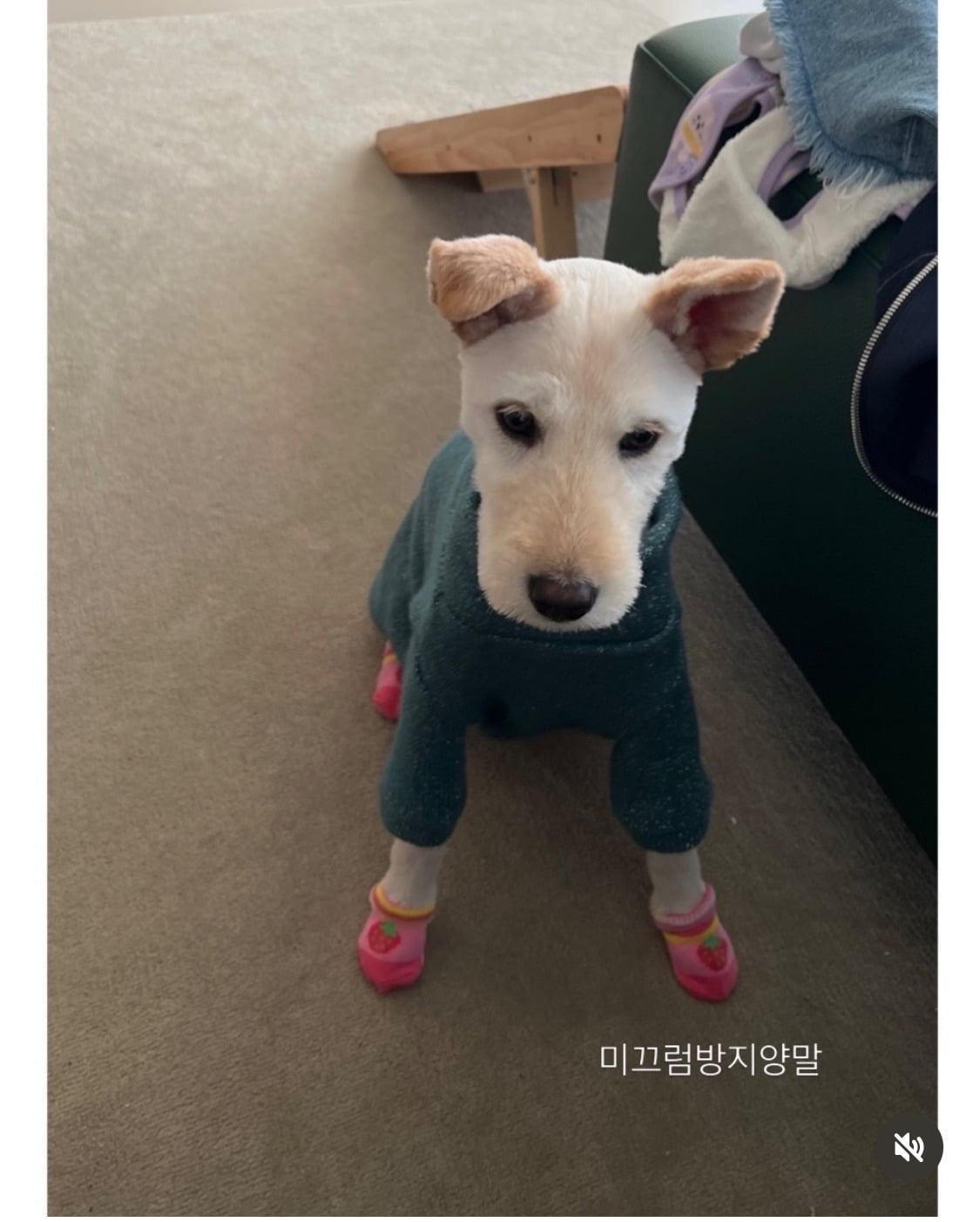 무지개다리 건넌 김고은 강아지 월이 | 인스티즈