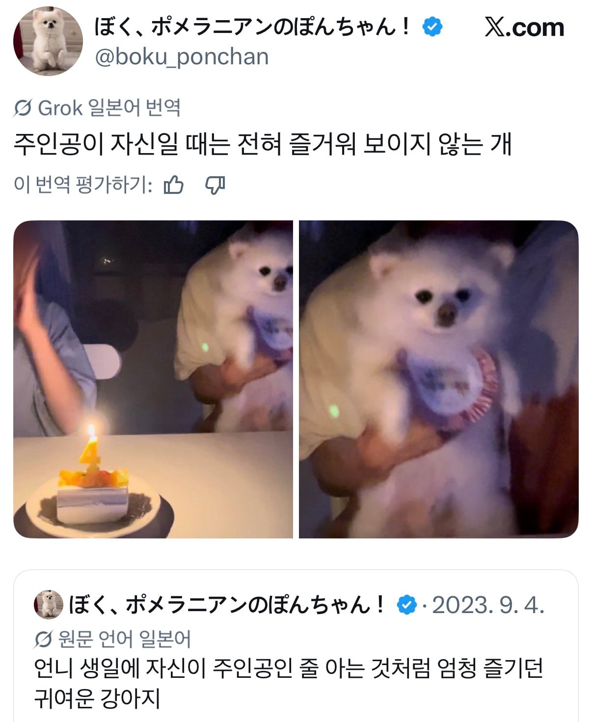 언니 생일에 자신이 주인공인 줄 아는 것처럼 엄청 즐기던 귀여운 강아지.twt | 인스티즈