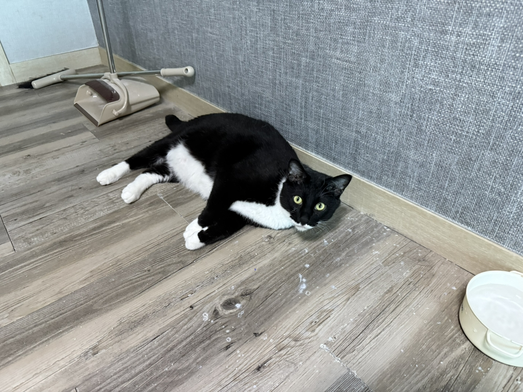 포동포동해진 반려동물 사진을 올려보자 | 인스티즈