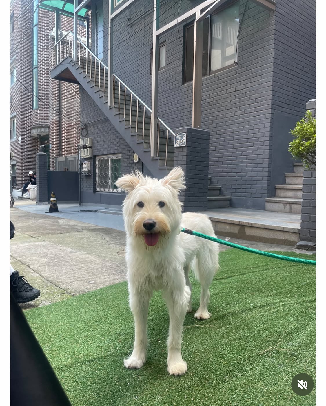 무지개다리 건넌 김고은 강아지 월이 | 인스티즈