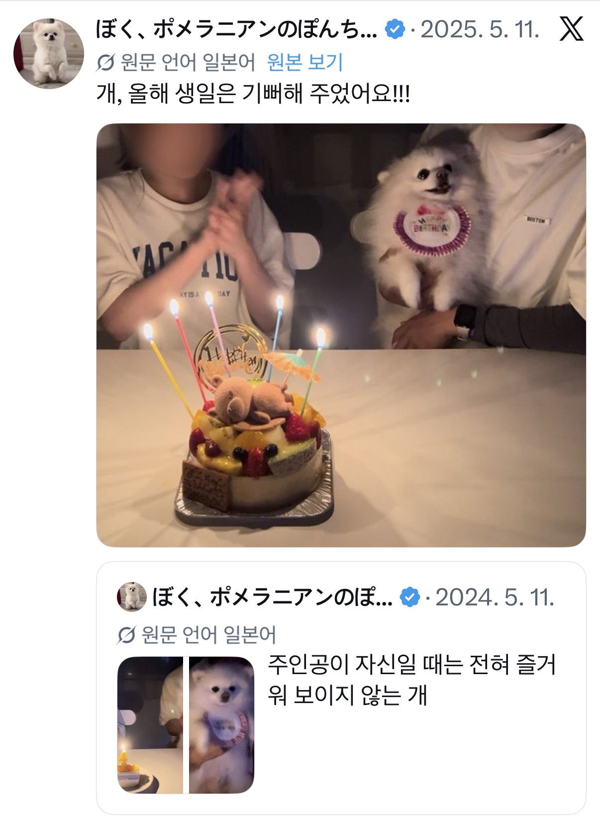 언니 생일에 자신이 주인공인 줄 아는 것처럼 엄청 즐기던 귀여운 강아지.twt | 인스티즈