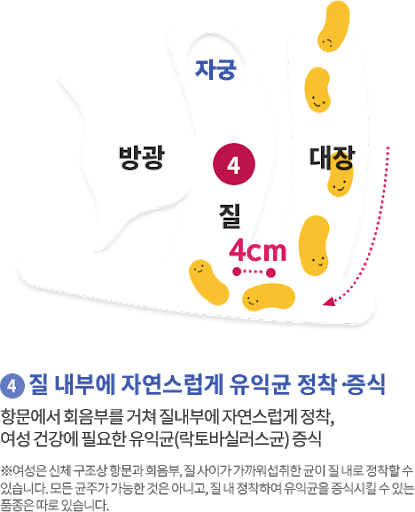 질유산균이 우리의 질에 정착하는 원리 | 인스티즈