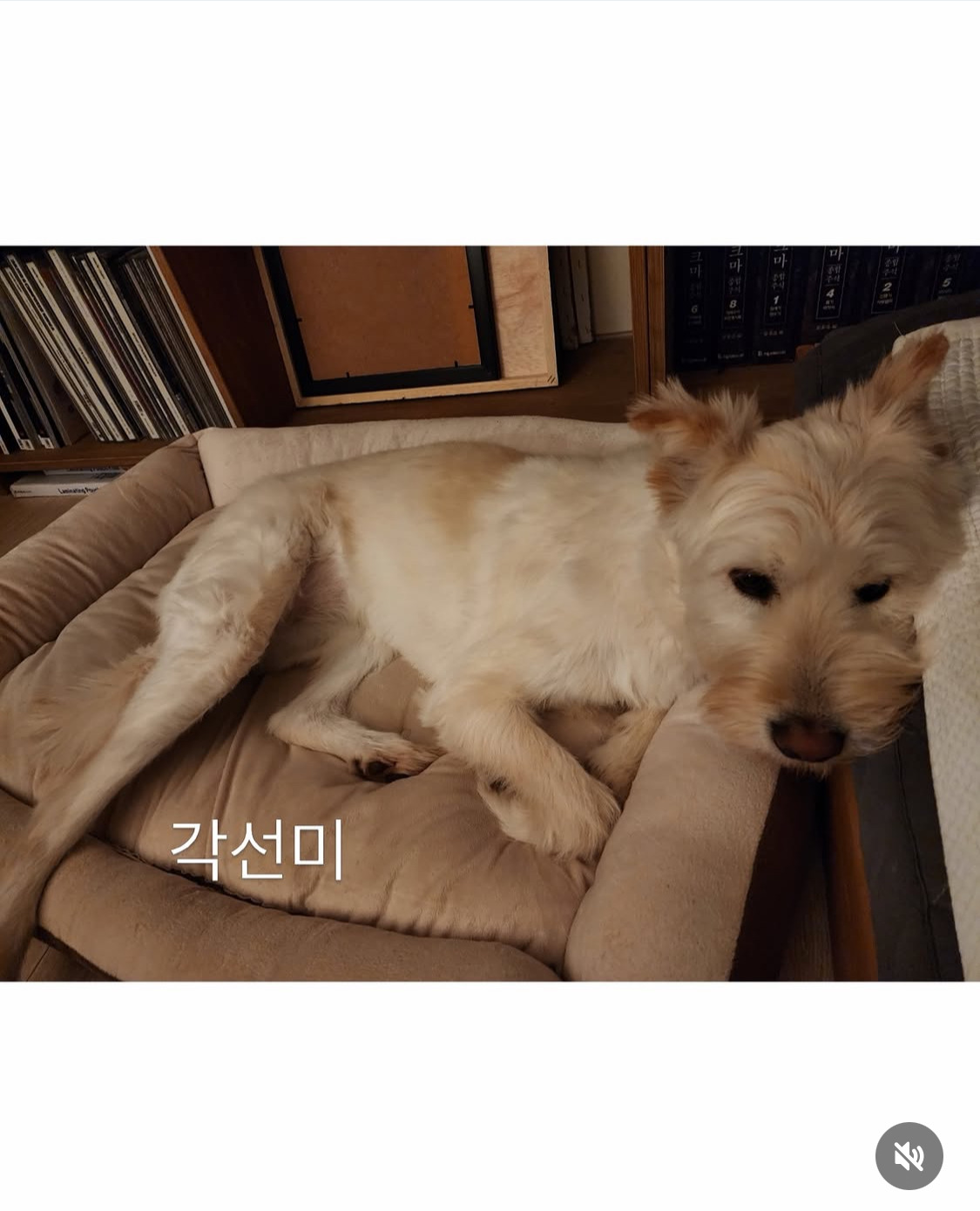 무지개다리 건넌 김고은 강아지 월이 | 인스티즈