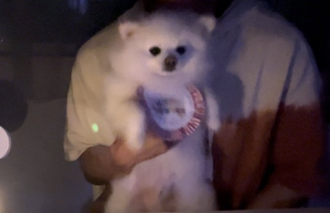 언니 생일에 자신이 주인공인 줄 아는 것처럼 엄청 즐기던 귀여운 강아지.twt | 인스티즈