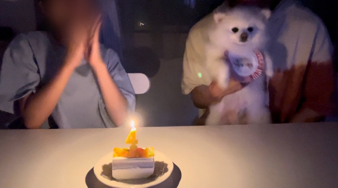언니 생일에 자신이 주인공인 줄 아는 것처럼 엄청 즐기던 귀여운 강아지.twt | 인스티즈