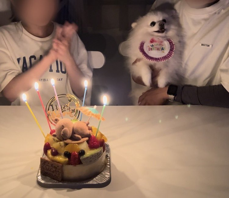 언니 생일에 자신이 주인공인 줄 아는 것처럼 엄청 즐기던 귀여운 강아지.twt | 인스티즈