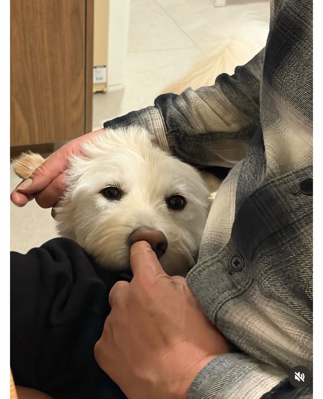 무지개다리 건넌 김고은 강아지 월이 | 인스티즈