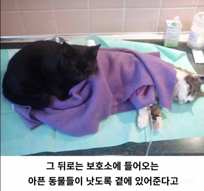동물병원의 고양이 간호사 | 인스티즈