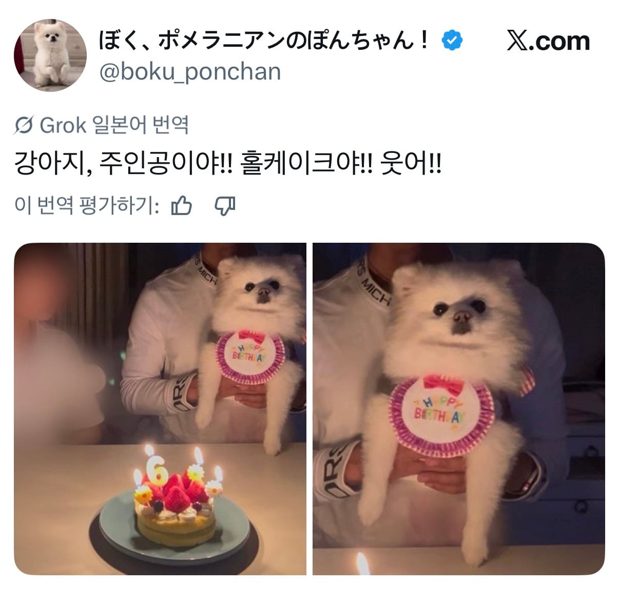 언니 생일에 자신이 주인공인 줄 아는 것처럼 엄청 즐기던 귀여운 강아지.twt | 인스티즈