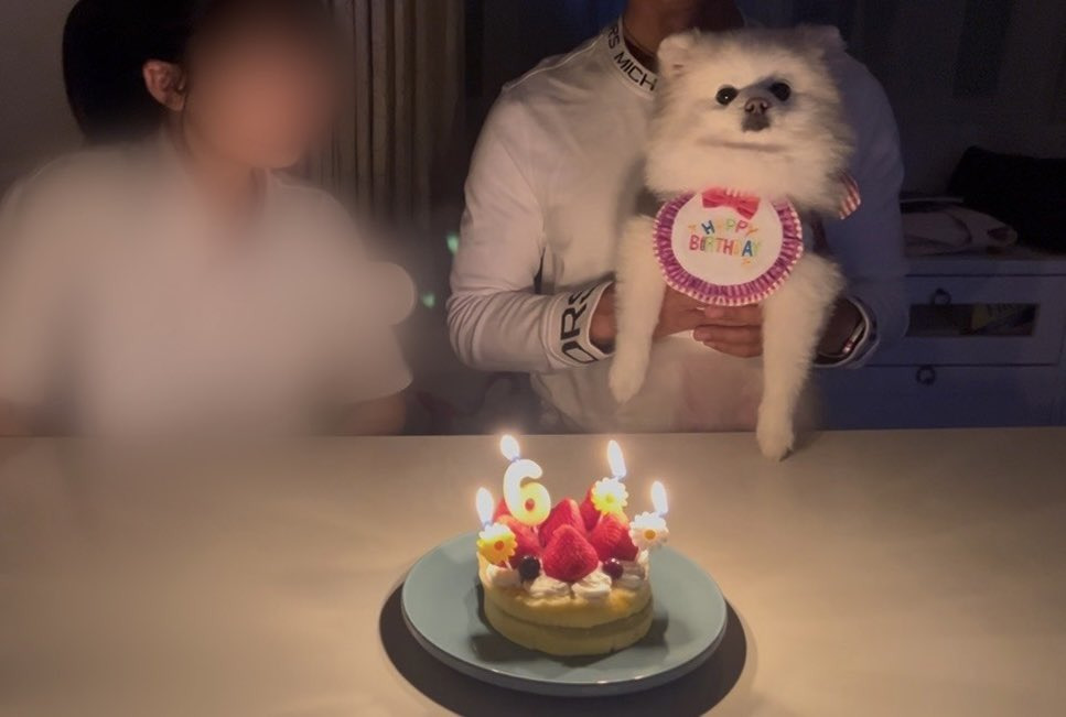 언니 생일에 자신이 주인공인 줄 아는 것처럼 엄청 즐기던 귀여운 강아지.twt | 인스티즈
