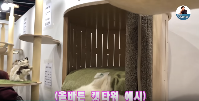 고양이 키우는 수의사들은 궁디팡팡에 가면 무엇을 구매할까? | 인스티즈