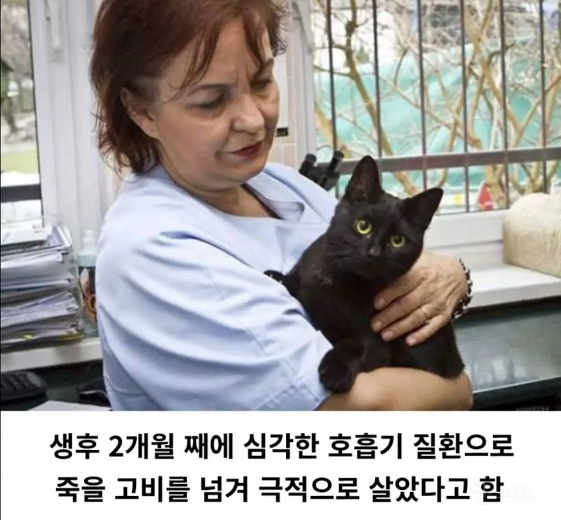 동물병원의 고양이 간호사 | 인스티즈