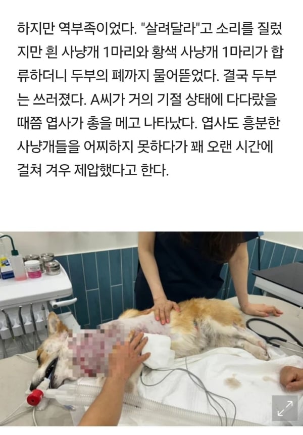 주인 덮친 사냥개에 맞서다 폐까지 뜯긴 반려견…서귀포시 대응 '분통' | 인스티즈