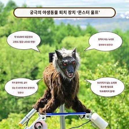 일본, 곰에 맞서 '몬스터 울프' 인기 상승 | 인스티즈