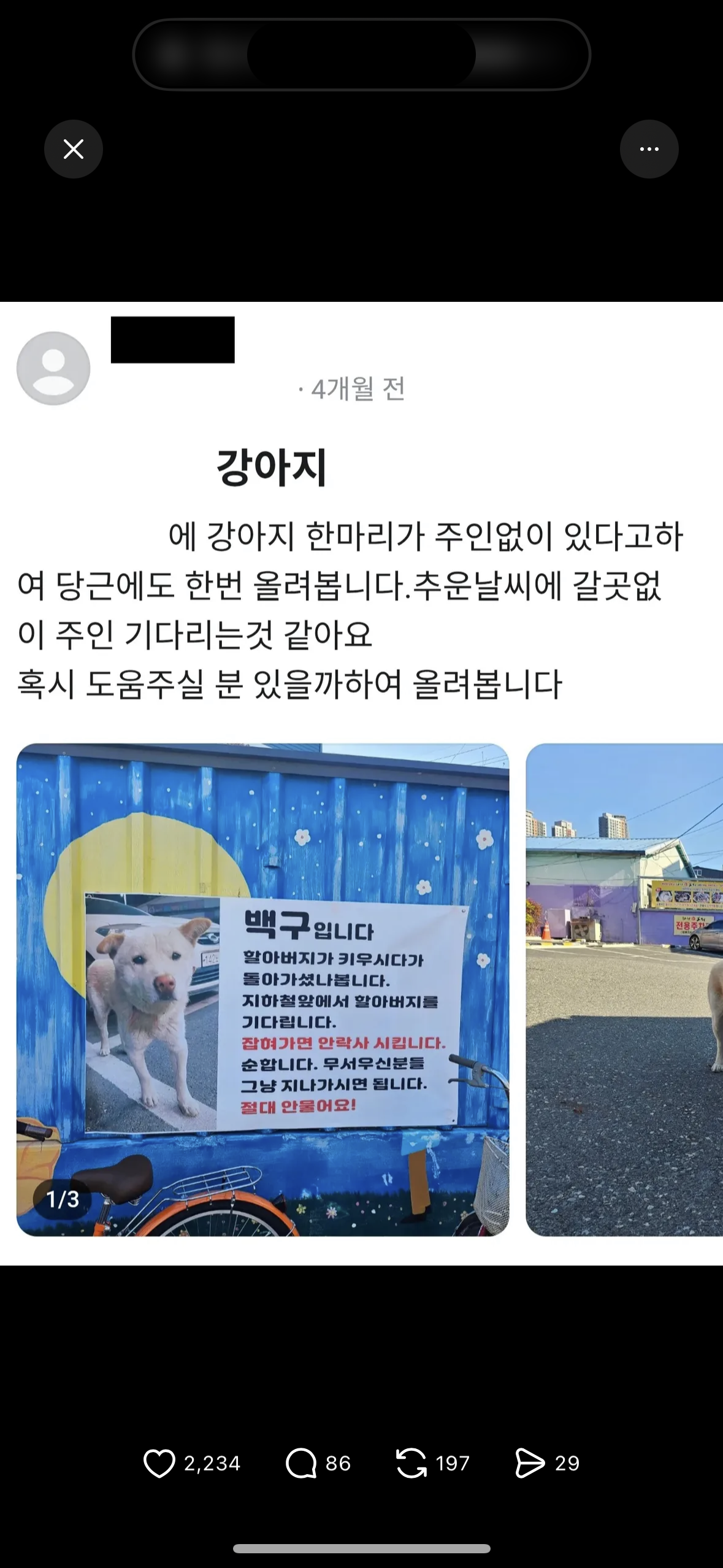 돌아가신 할아버지를 계속 기다리는 백구 강아지 | 인스티즈