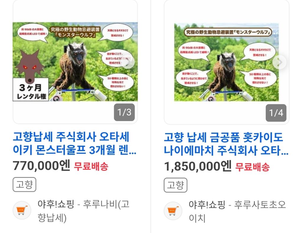 일본, 곰에 맞서 '몬스터 울프' 인기 상승 | 인스티즈