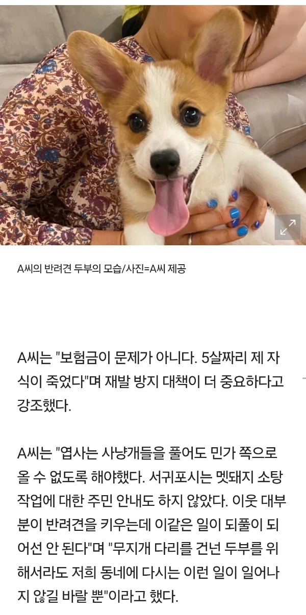 주인 덮친 사냥개에 맞서다 폐까지 뜯긴 반려견…서귀포시 대응 '분통' | 인스티즈