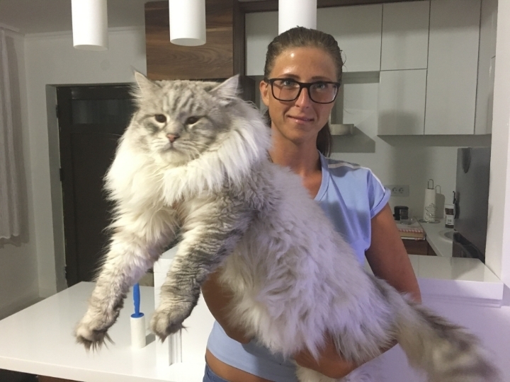 온몸이 근육질이라는 러시아 토종고양이.jpg | 인스티즈