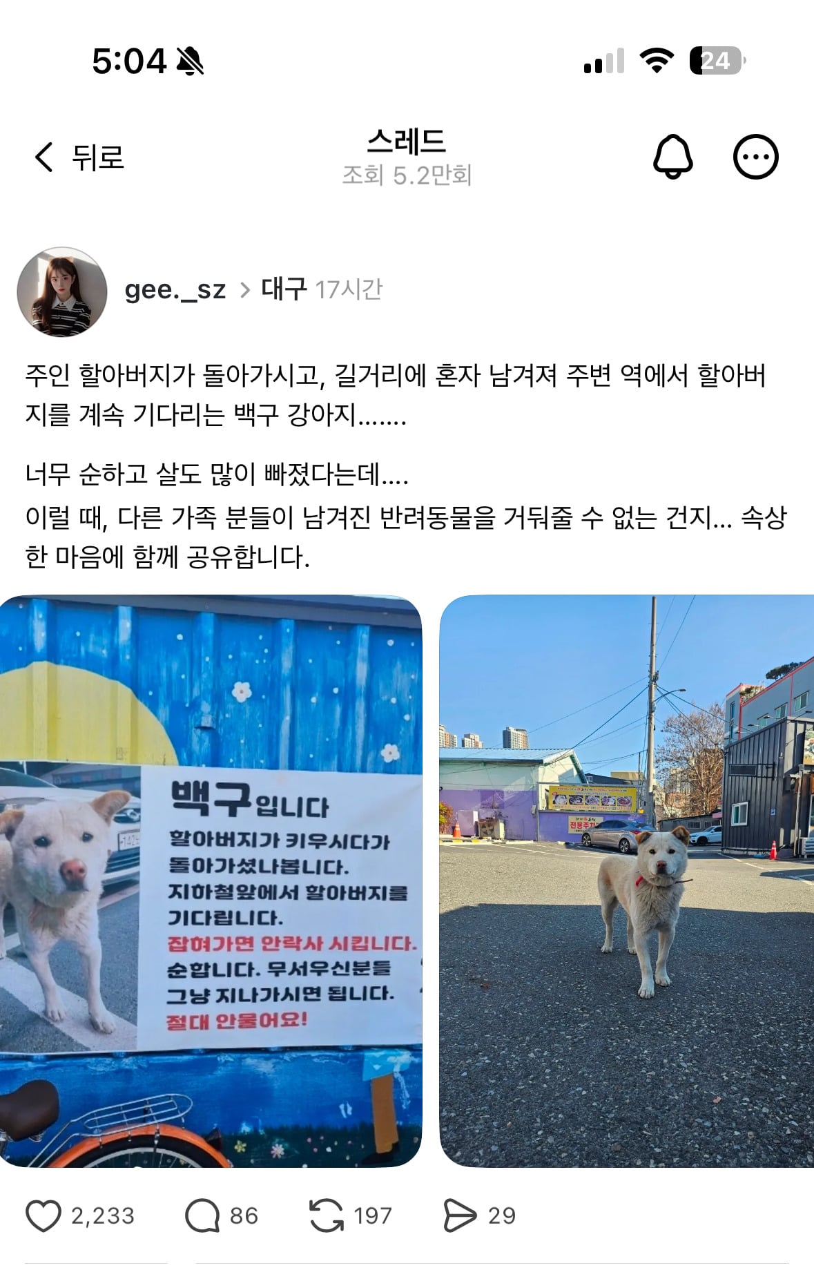 돌아가신 할아버지를 계속 기다리는 백구 강아지 | 인스티즈