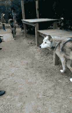 동물 실제 크기 체감하기.gif | 인스티즈