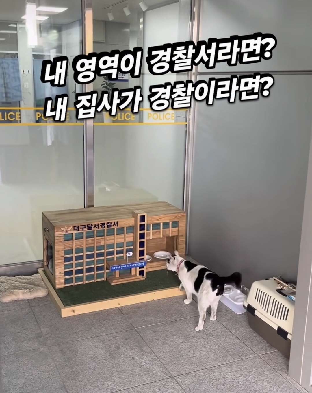 전국 최초 대구 달서경찰서 길고양이 급식소 설치 | 인스티즈