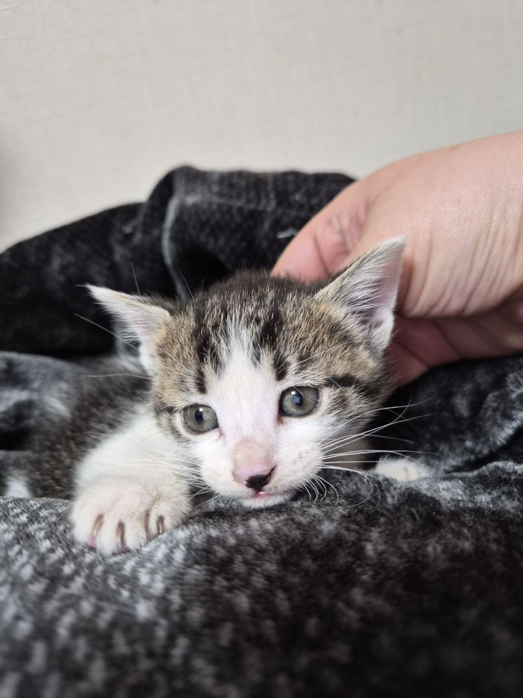 곧 임보가 종료돼요 아기고양이들의 가족이 되어주세요 🐱 (입양처구함) | 인스티즈