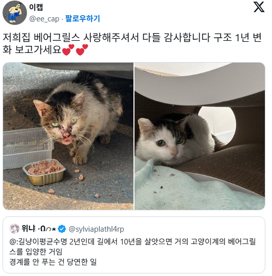 길냥이 입양했는데 경계를 안품 | 인스티즈