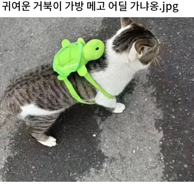 귀여운 가방 메고 으데 가냐옹 | 인스티즈