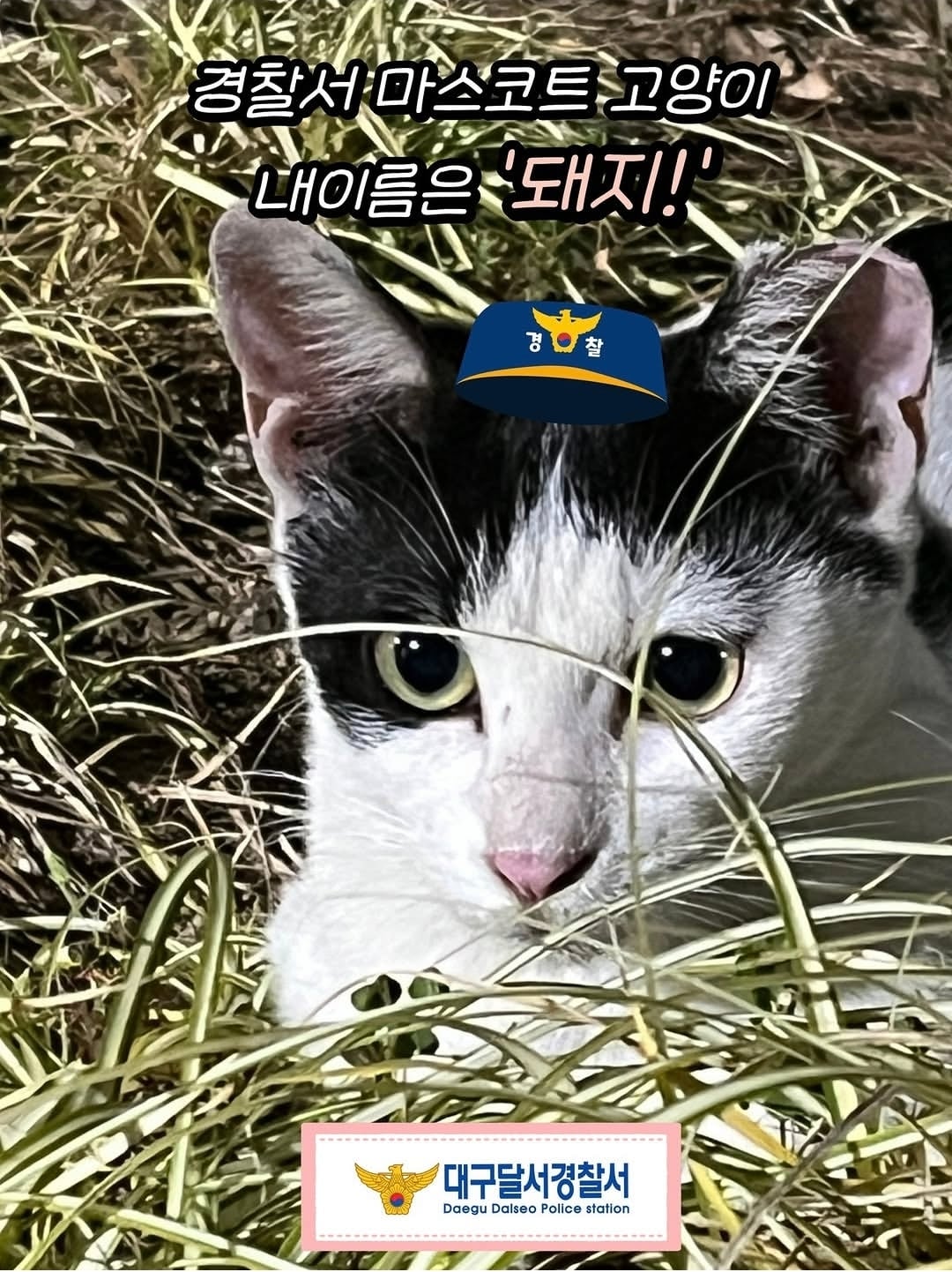 전국 최초 대구 달서경찰서 길고양이 급식소 설치 | 인스티즈