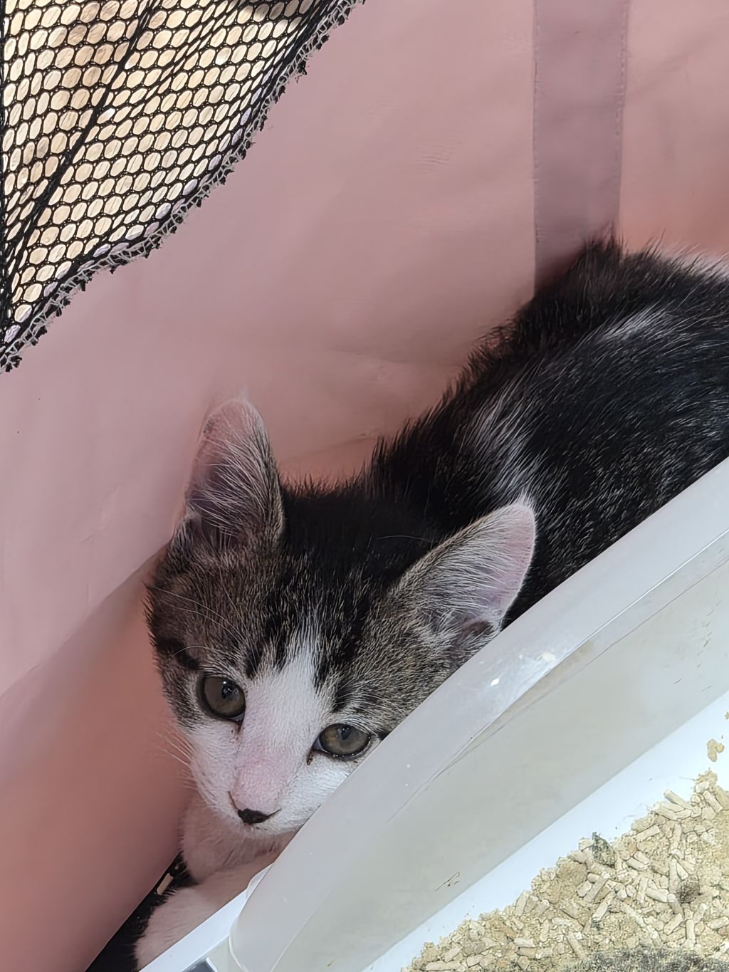 곧 임보가 종료돼요 아기고양이들의 가족이 되어주세요 🐱 (입양처구함) | 인스티즈