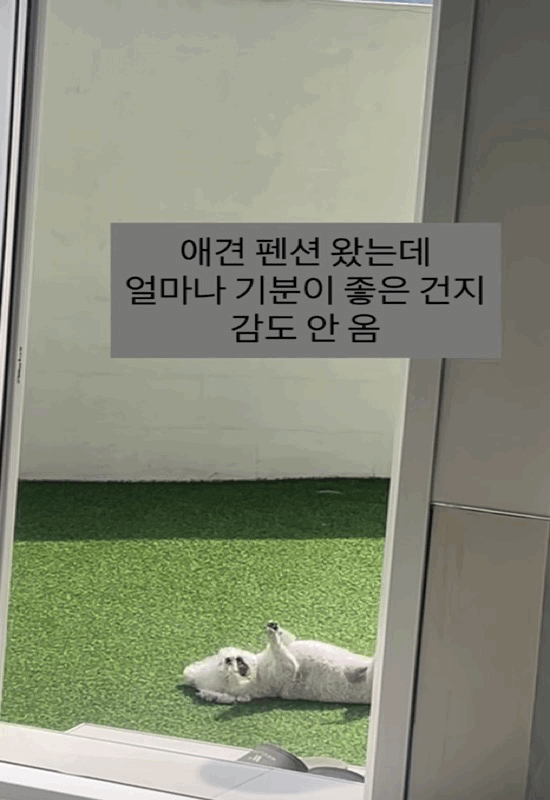 가나디랑 애견펜션 왔는데 얼마나 기분 좋은 건지 감도 안 옴.gif | 인스티즈
