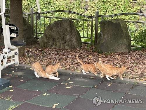 中남성 고양이 1천500마리 학대 의혹…"돈받고 살해영상도 제작" | 인스티즈
