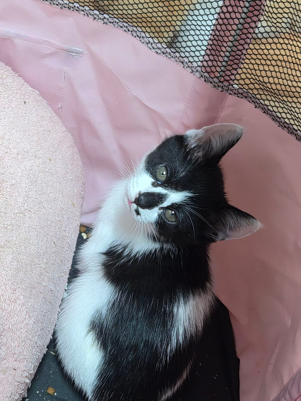 곧 임보가 종료돼요 아기고양이들의 가족이 되어주세요 🐱 (입양처구함) | 인스티즈
