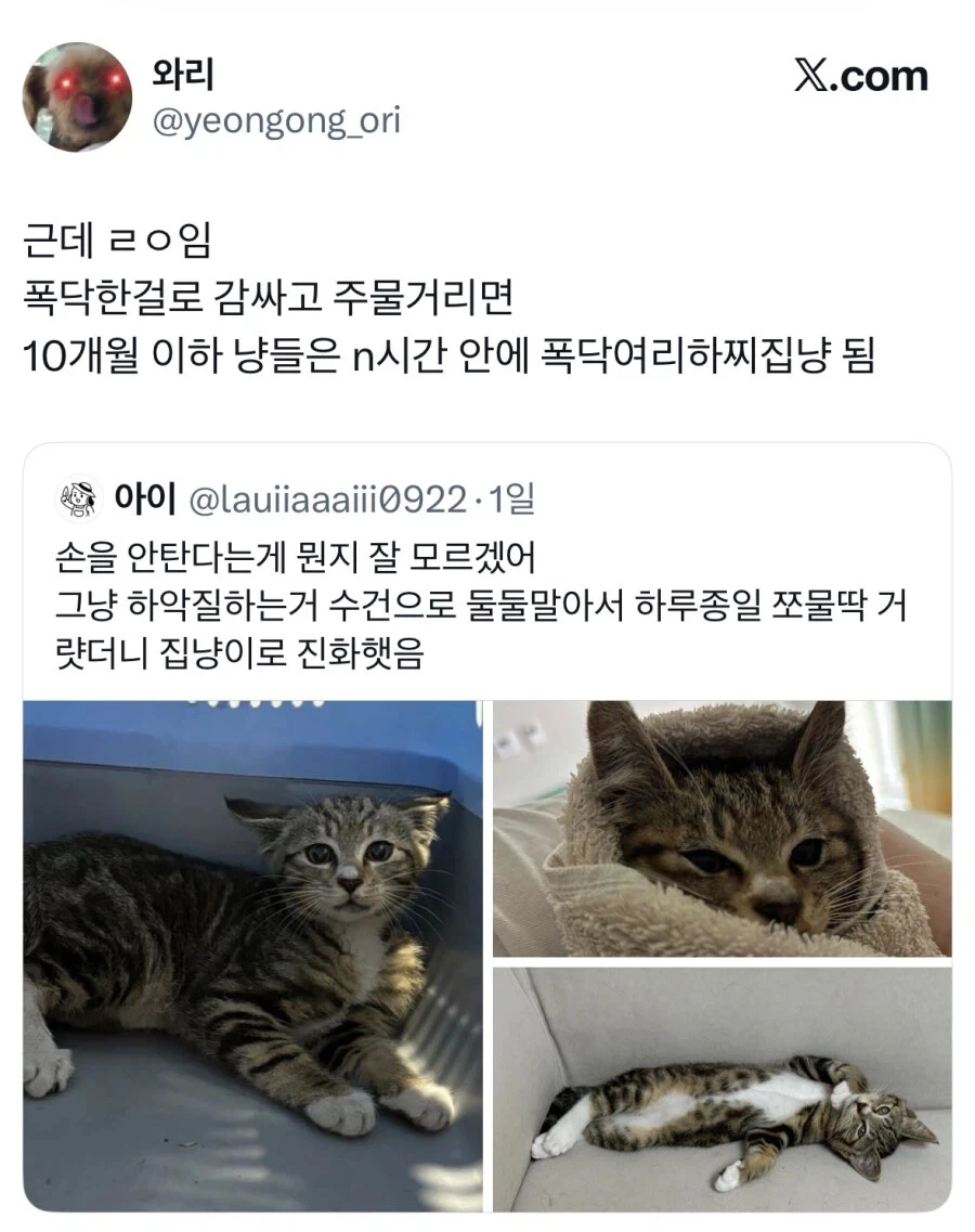 길냥이 입양했는데 경계를 안품 | 인스티즈