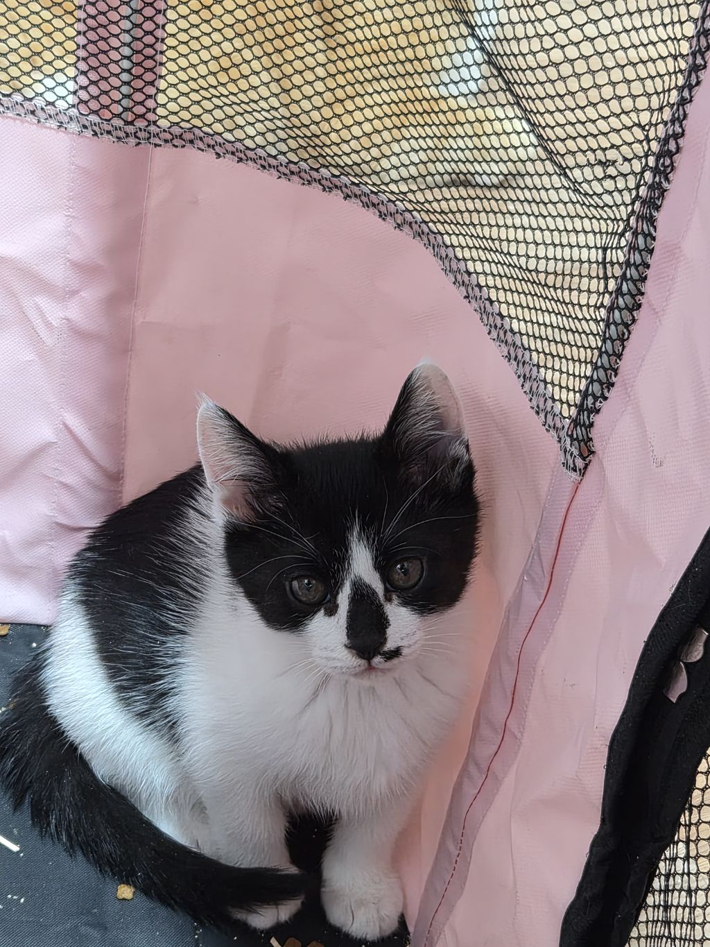 곧 임보가 종료돼요 아기고양이들의 가족이 되어주세요 🐱 (입양처구함) | 인스티즈